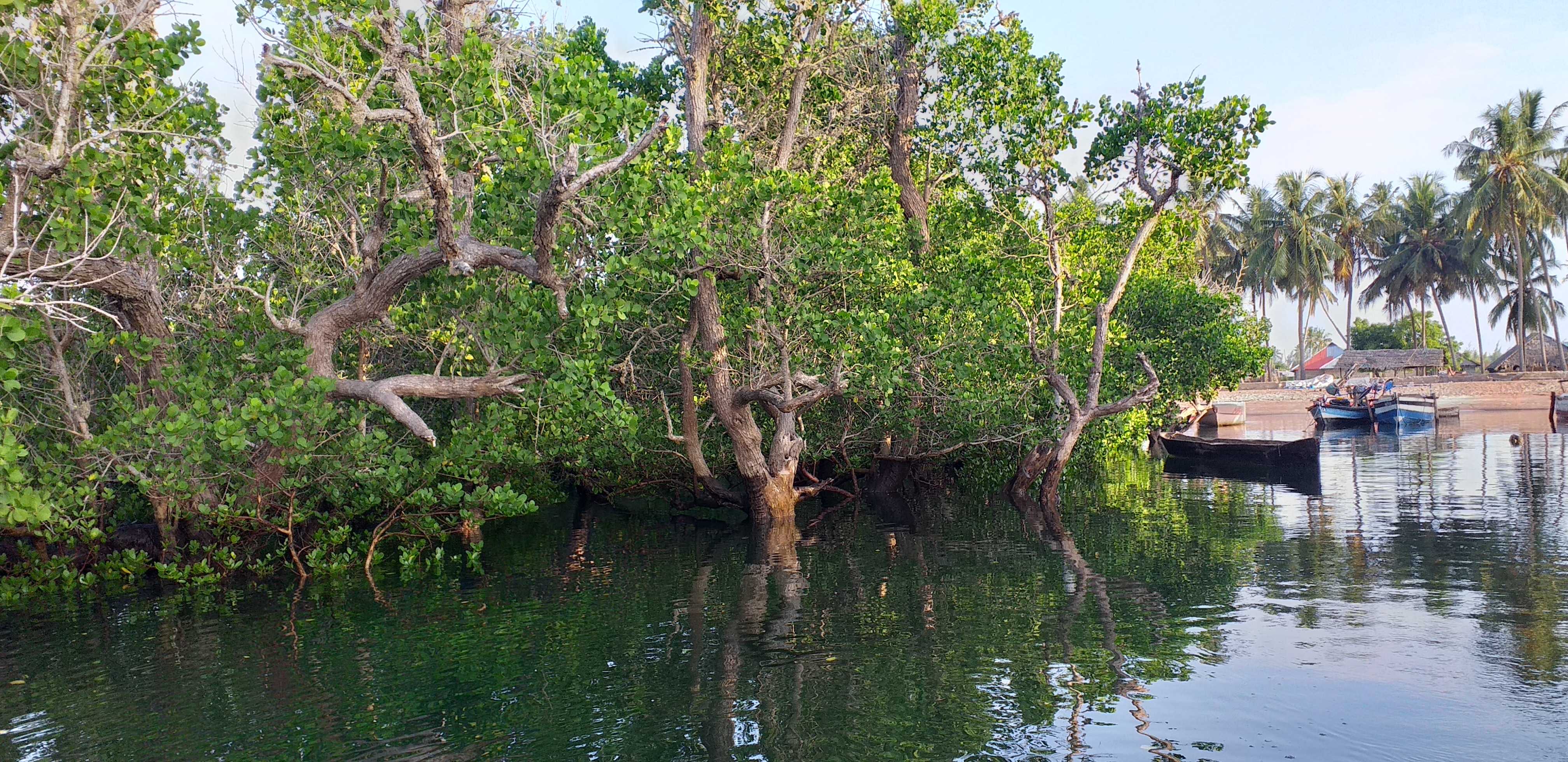 Mangrove Jimbo village (Ahmed Mohamed, UNEP)