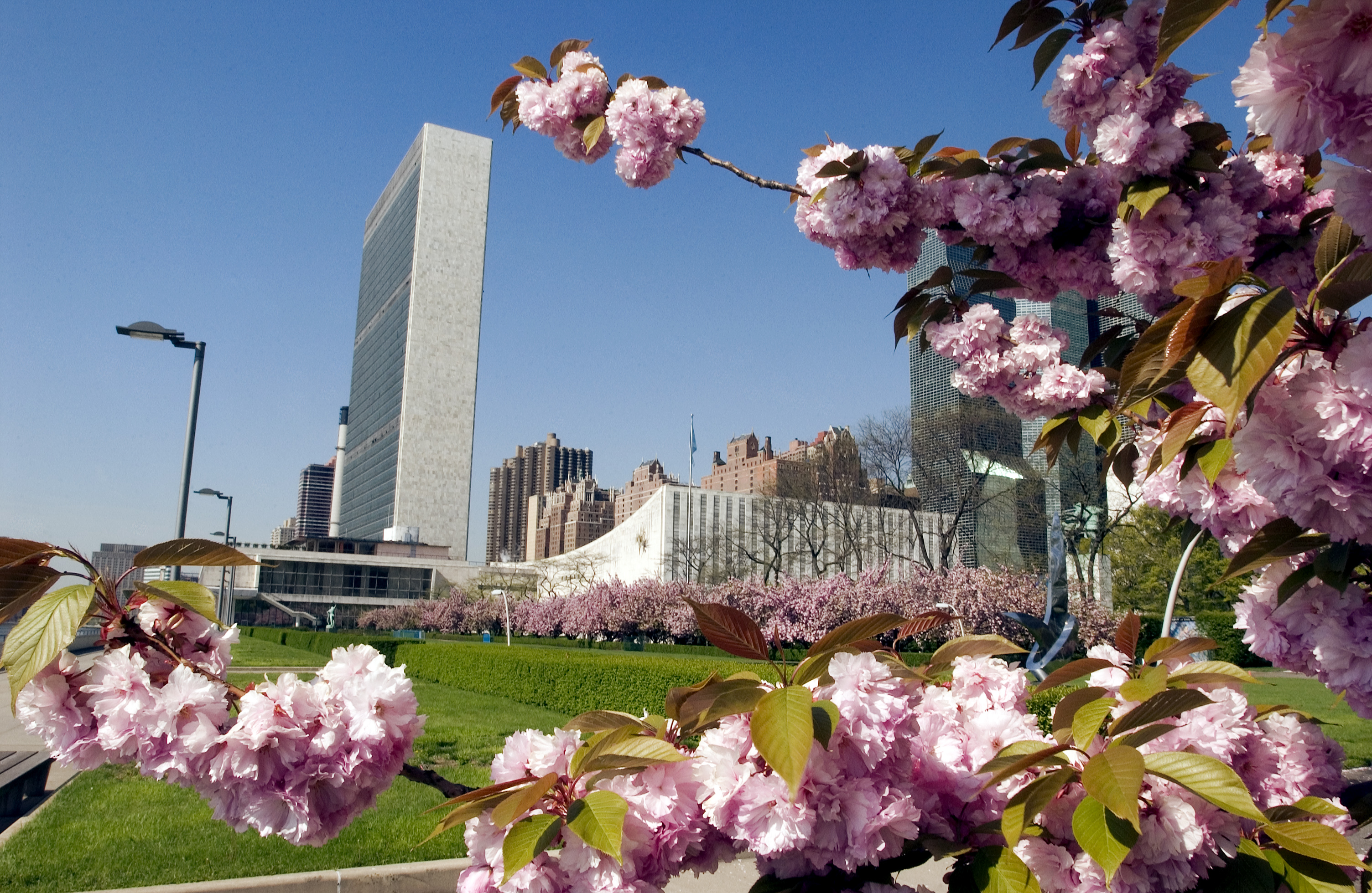 Cherry blossoms at UN Campus in New York