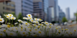 field of flowers against an urban jungle backdrop