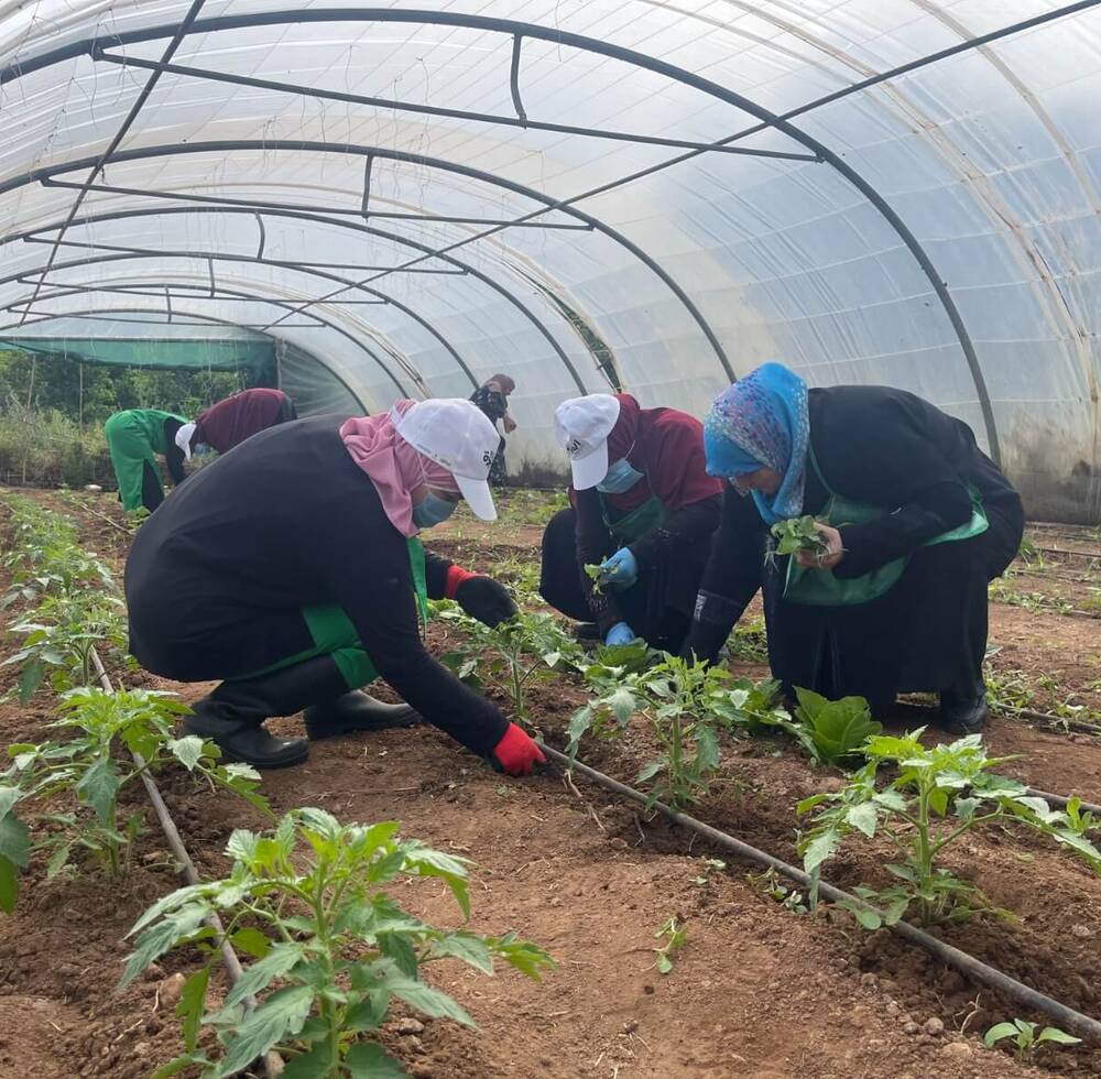 Women farming in Shalfeh, Tripoli