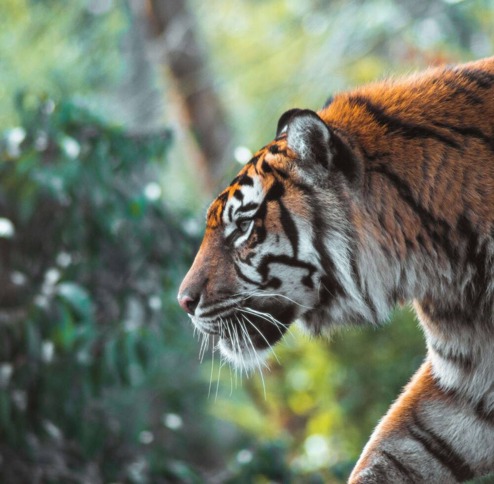 International Day for Biodiversity 2025