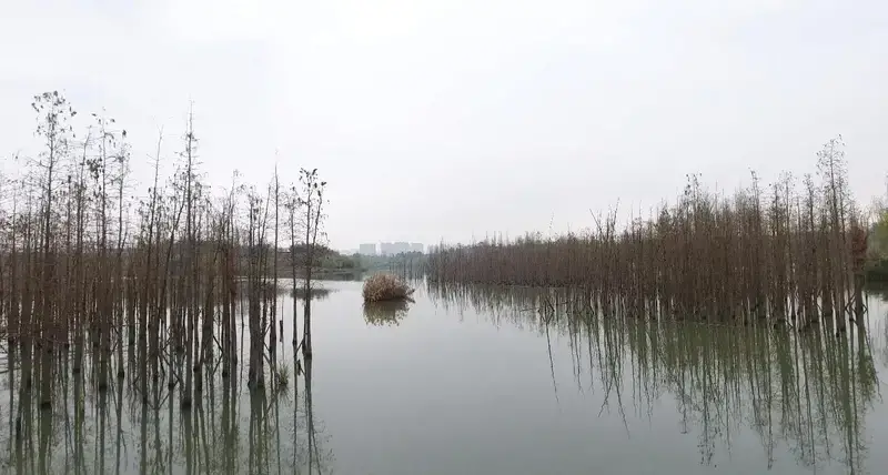 Urban Wetlands in Wuhan China