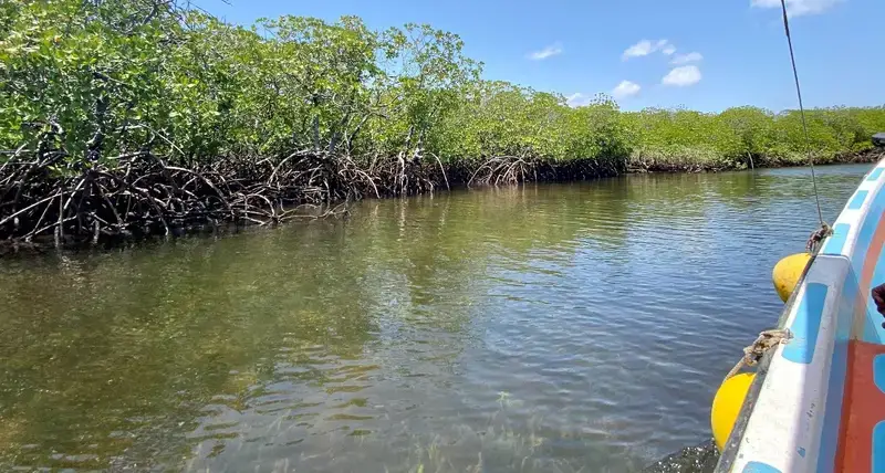 Mangroves on Manda Island, Lamu County