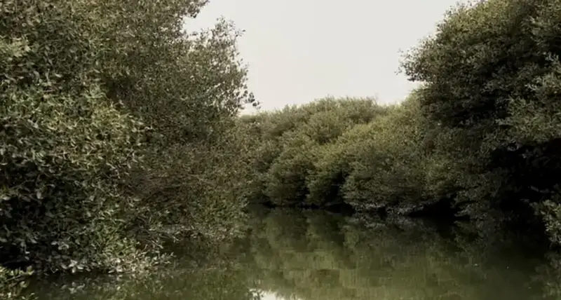 HSBC, UN-Habitat partner to save Bahrain’s mangroves
