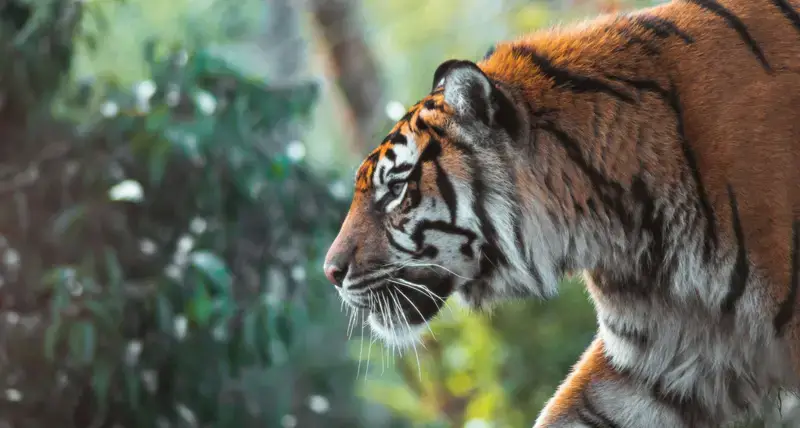 International Day for Biodiversity 2025