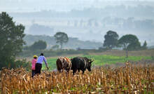 Land Tenure_2