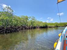 Mangroves on Manda Island, Lamu County